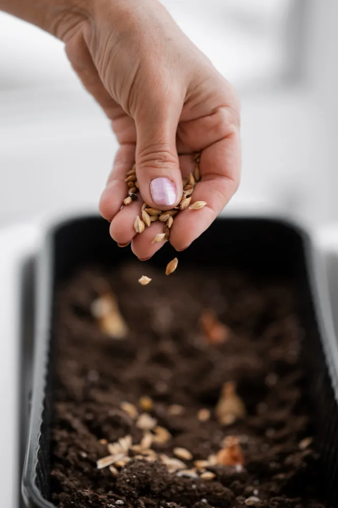 Premium Seeds & Planting